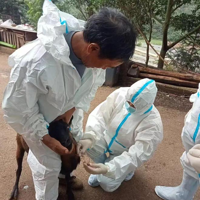 |利来国标娱乐官网最美劳动者丨黄荣生：“动物健康无小事 助力生产稳民心”