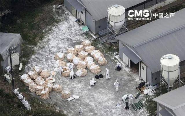 日本多地暴发疫情紧急扑杀|利来平台